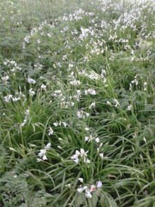 Perl Las, Mushroom and Wild Leek Quiche