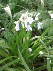 Perl Las, Mushroom and Wild Leek Quiche