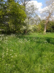 Perl Las, Mushroom and Wild Leek Quiche