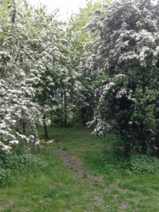 may day hawthorn tree