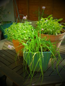 garden herbs for bread